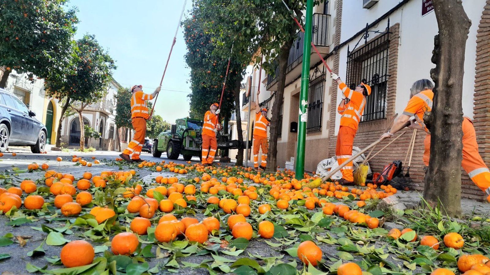 Un grupo de operarios de Sadeco tiran el fruto de los naranjos en una calle de Córdoba.