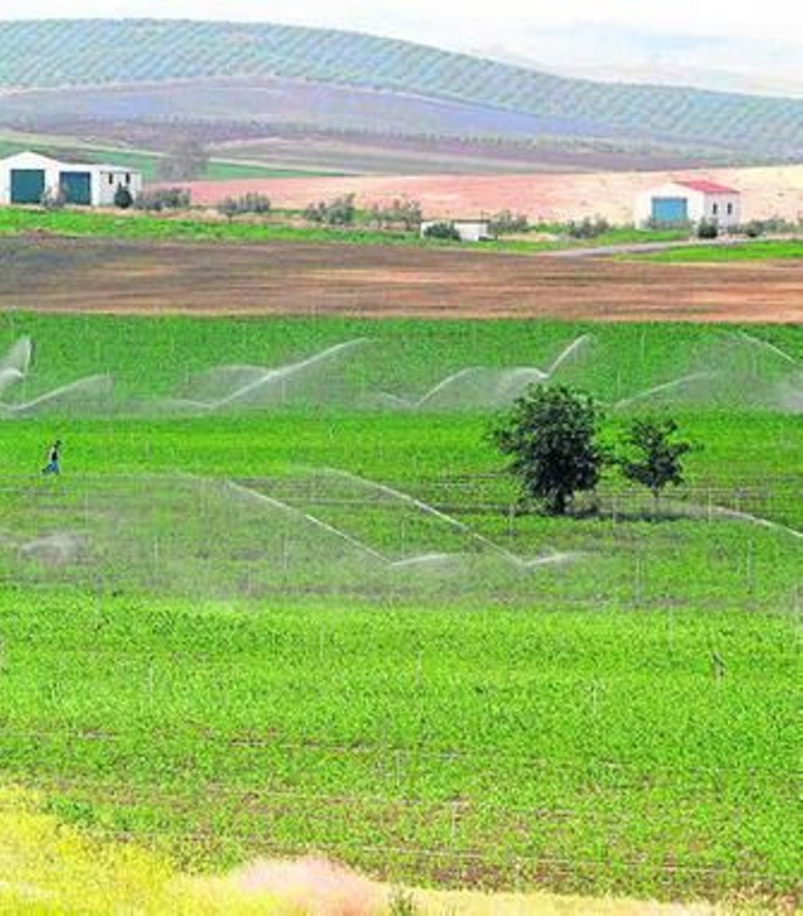 Un campo de regadíos en la localidad de Santaella.