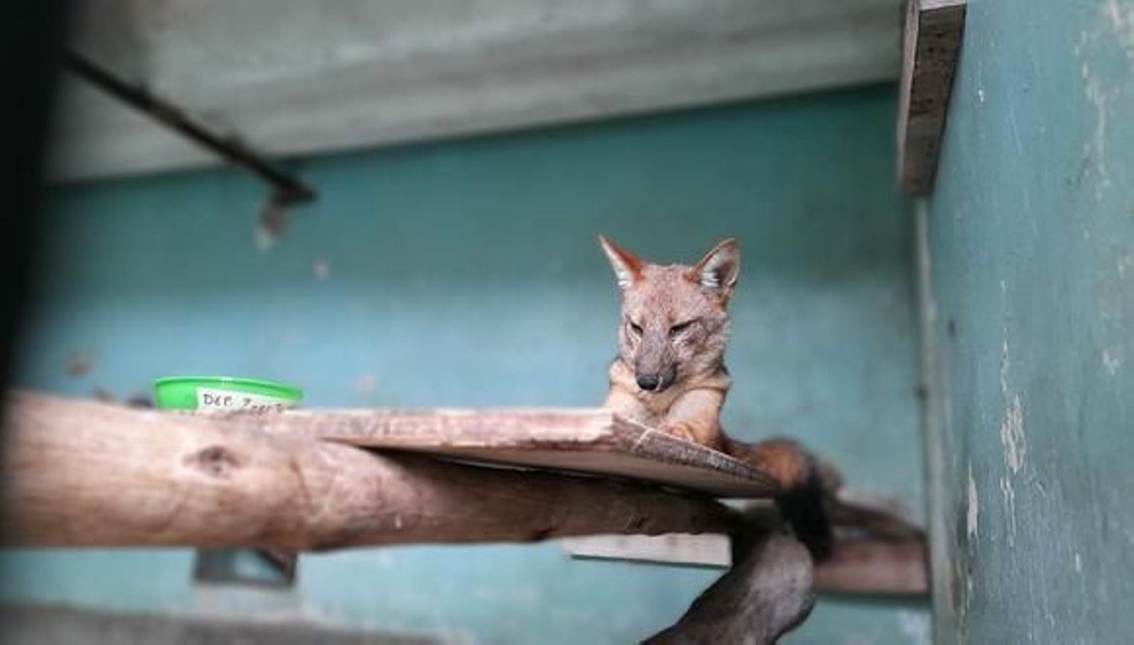 Compran un zorro en un mercado de animales pensando que era un perro, se escapa de casa y se hace viral