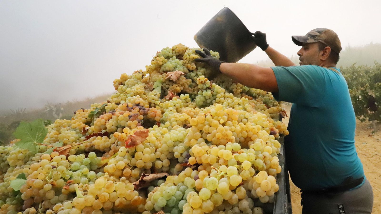 Recolección de uvas para hacer el vino.