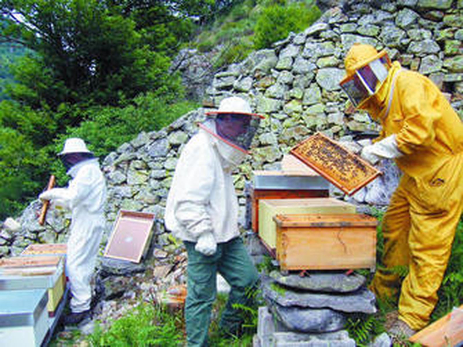 En algunas personas puede existir cierta inmunidad a las picaduras como se ha observado en los apicultores.