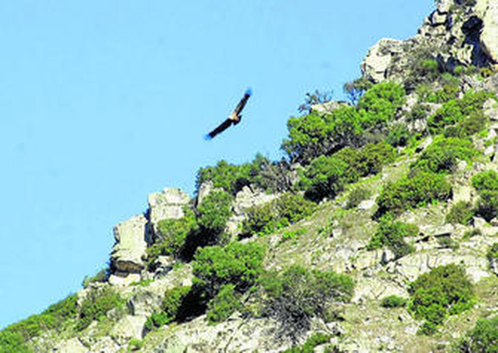Un buitre sobrevuela el parque natural después de una suelta.