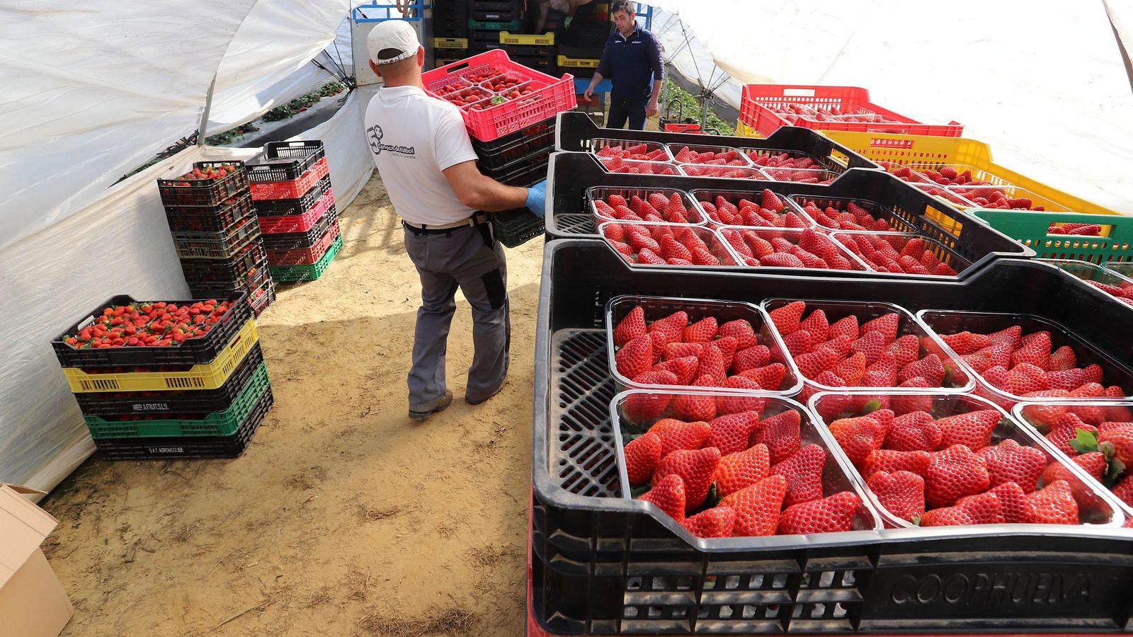 Los productores onubenses exportan una bueva parte de la fresa.