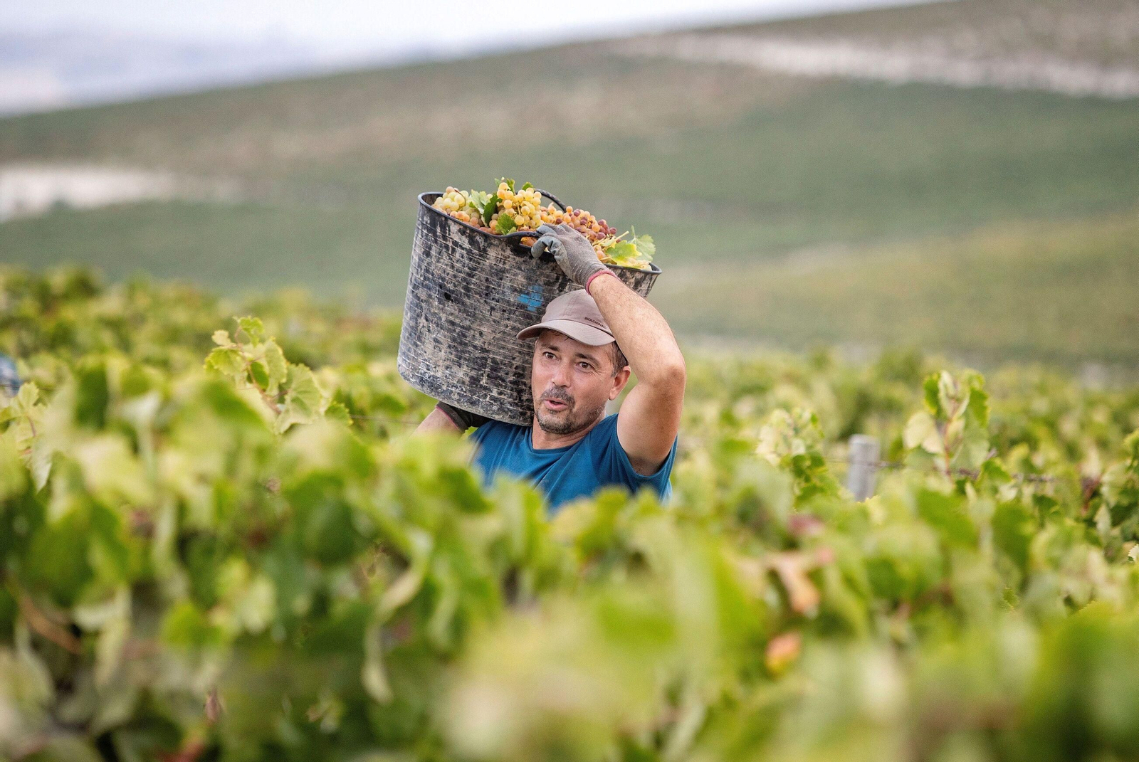 Un trabajador, con un capazo repleto de uva durante la vendimia en el Marco de Jerez.