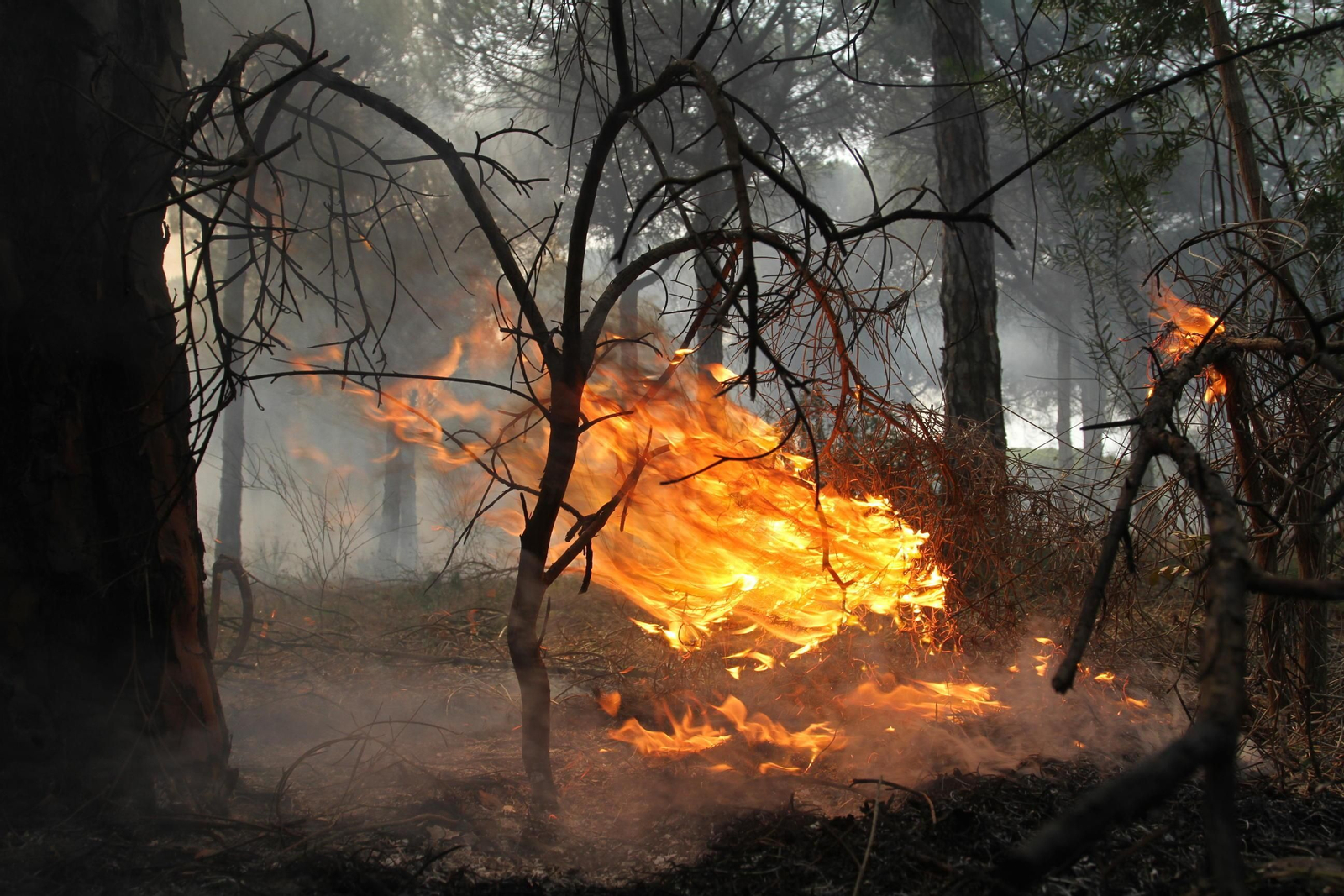 Las imágenes del incendio en Moguer y Mazagón