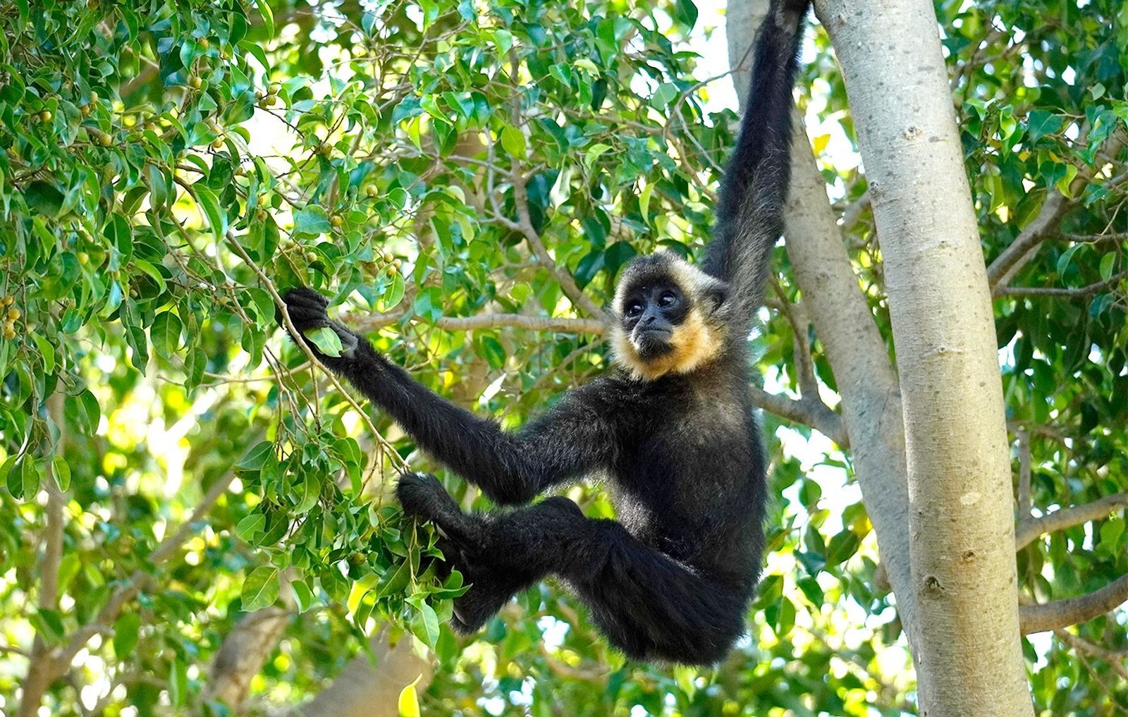 Una cría de gibón de mejillas doradas en Bioparc Fuengirola.