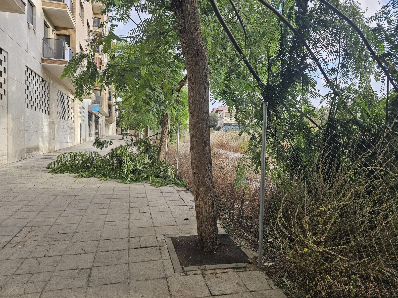 Las caídas de los árboles.