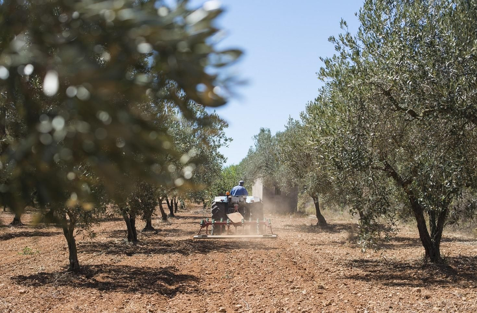 Un trabajador en plena faena en el campo.