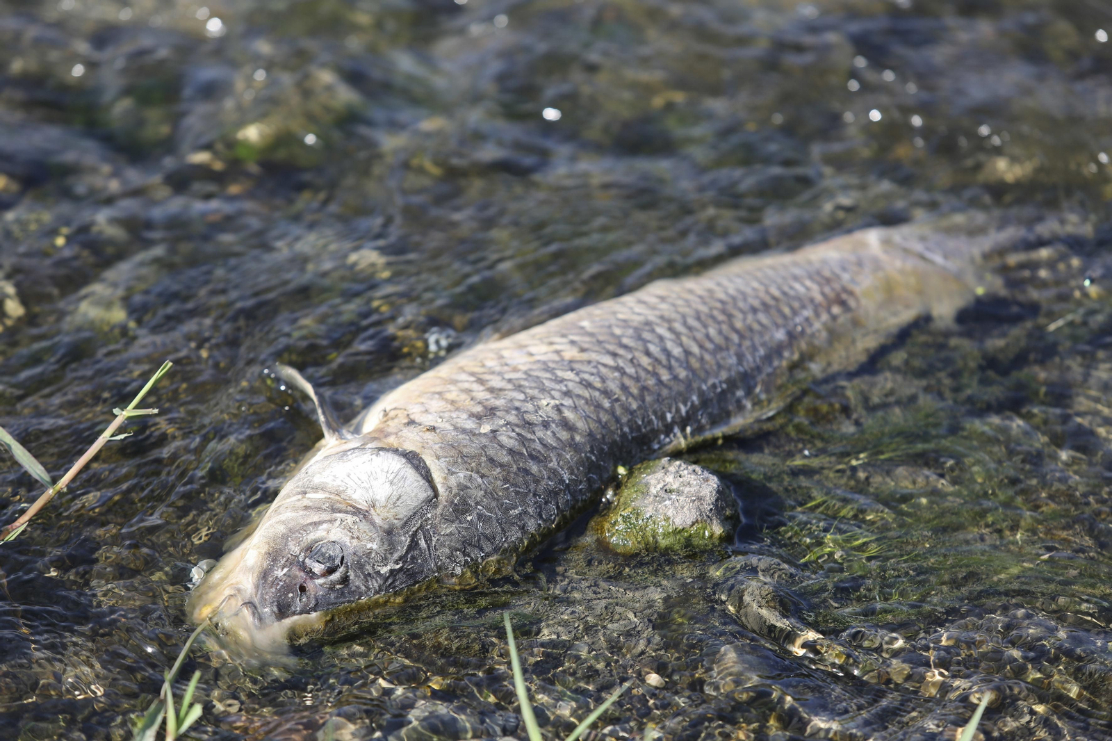 Aparecen cientos de aves y peces muertos en el río Guadalhorce