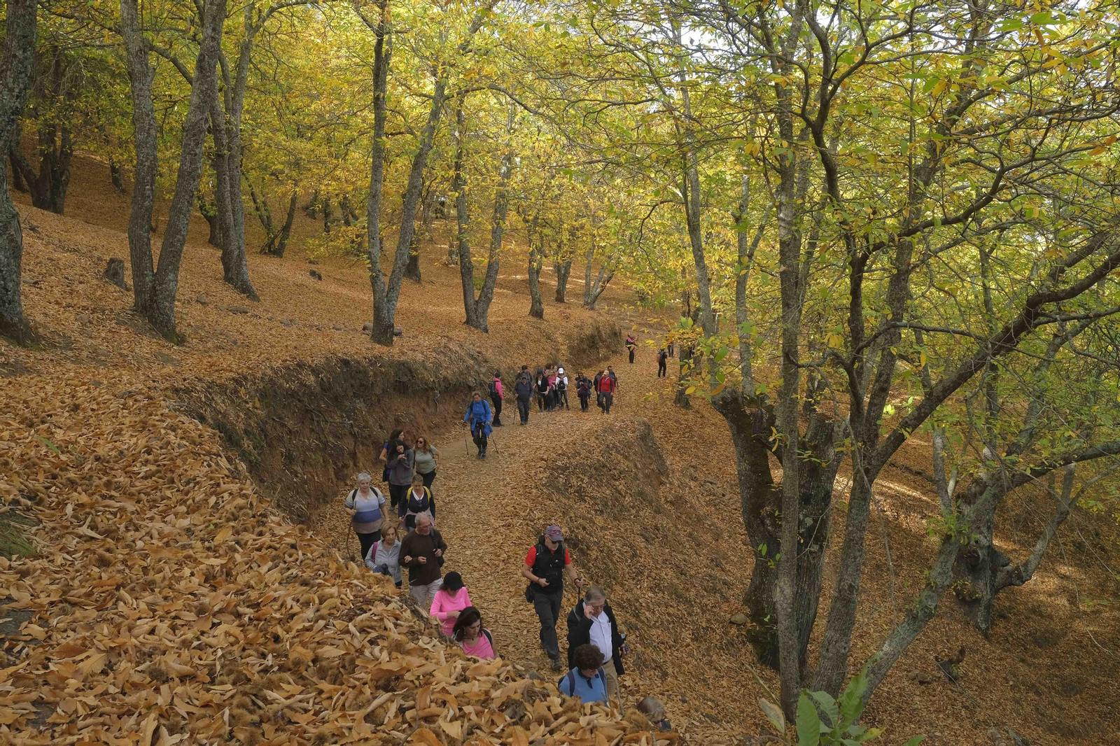 El Bosque de Cobre, en imágenes