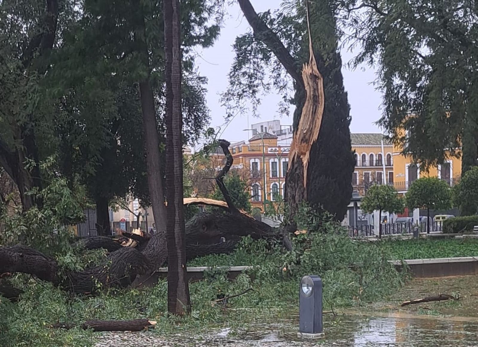 El fuerte viento destroza dos árboles del jardín exterior del Parlamento andaluz