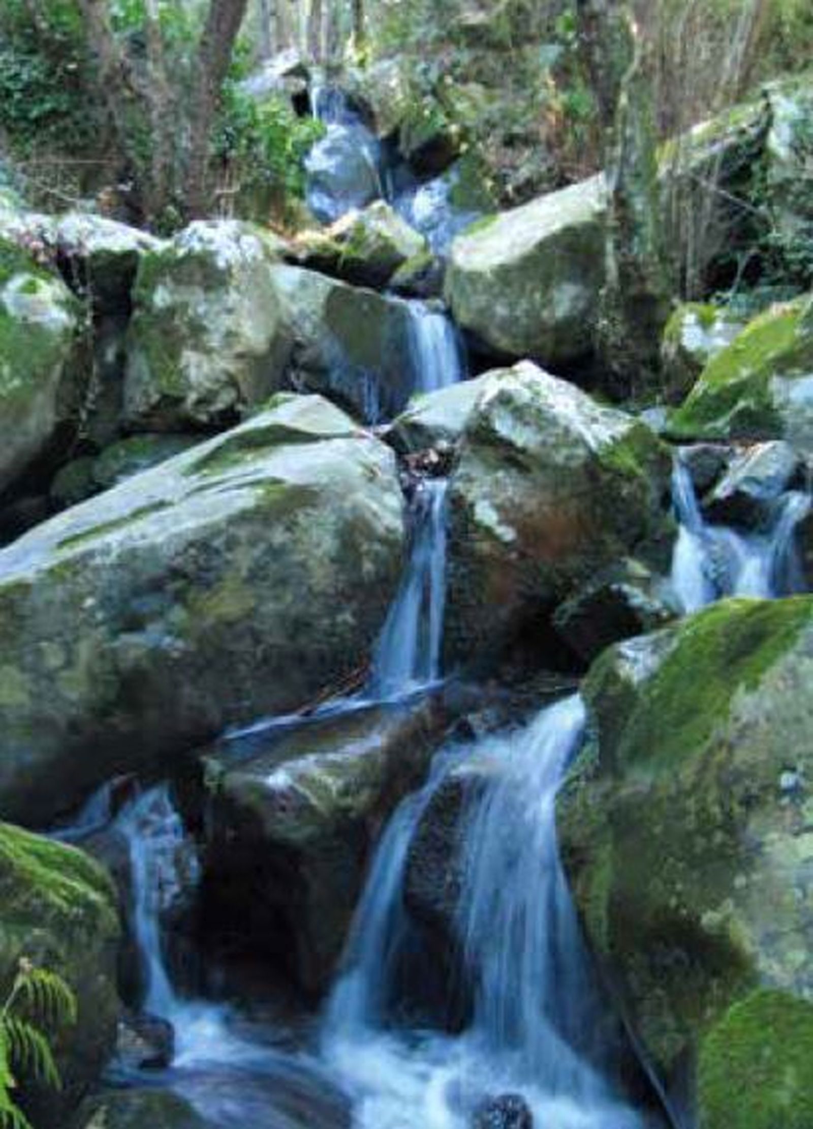Canuto de las sierras de Algeciras.