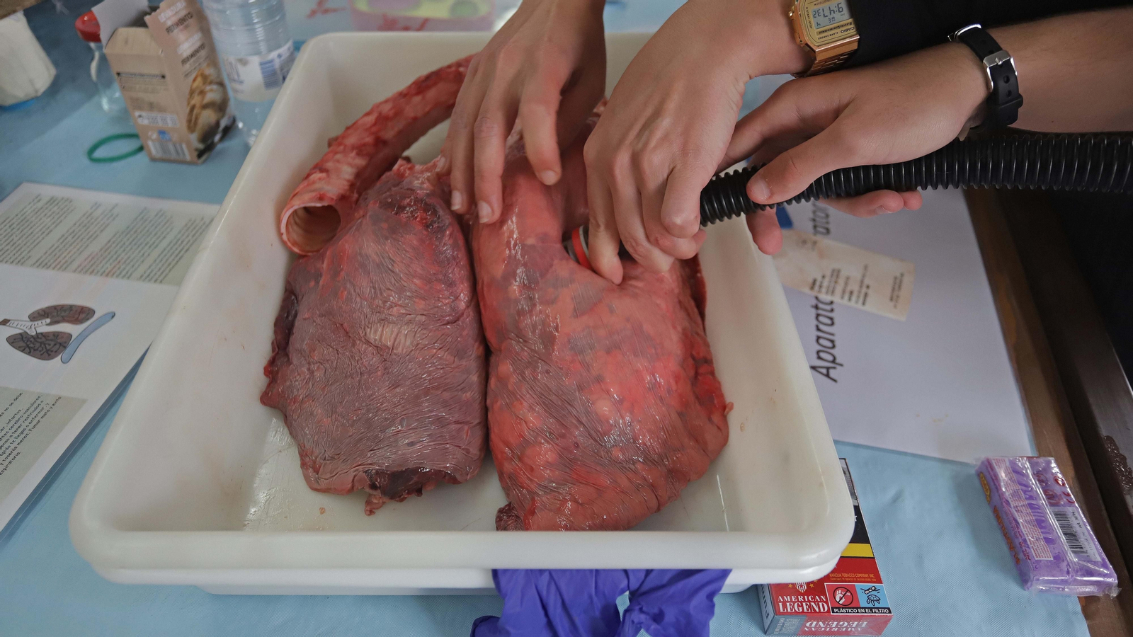 Fotos de la inauguración de Diverciencia 2022 en Algeciras