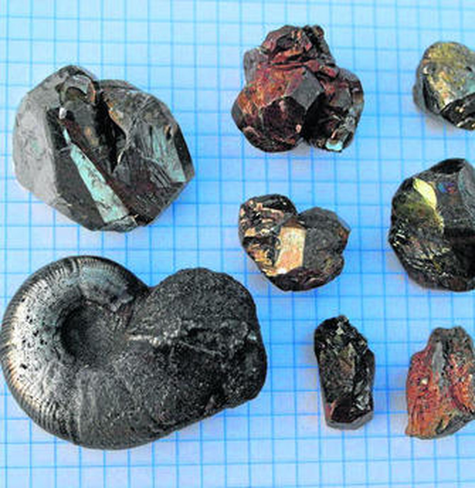 El ammonites encontrado en Algeciras junto a piritas.