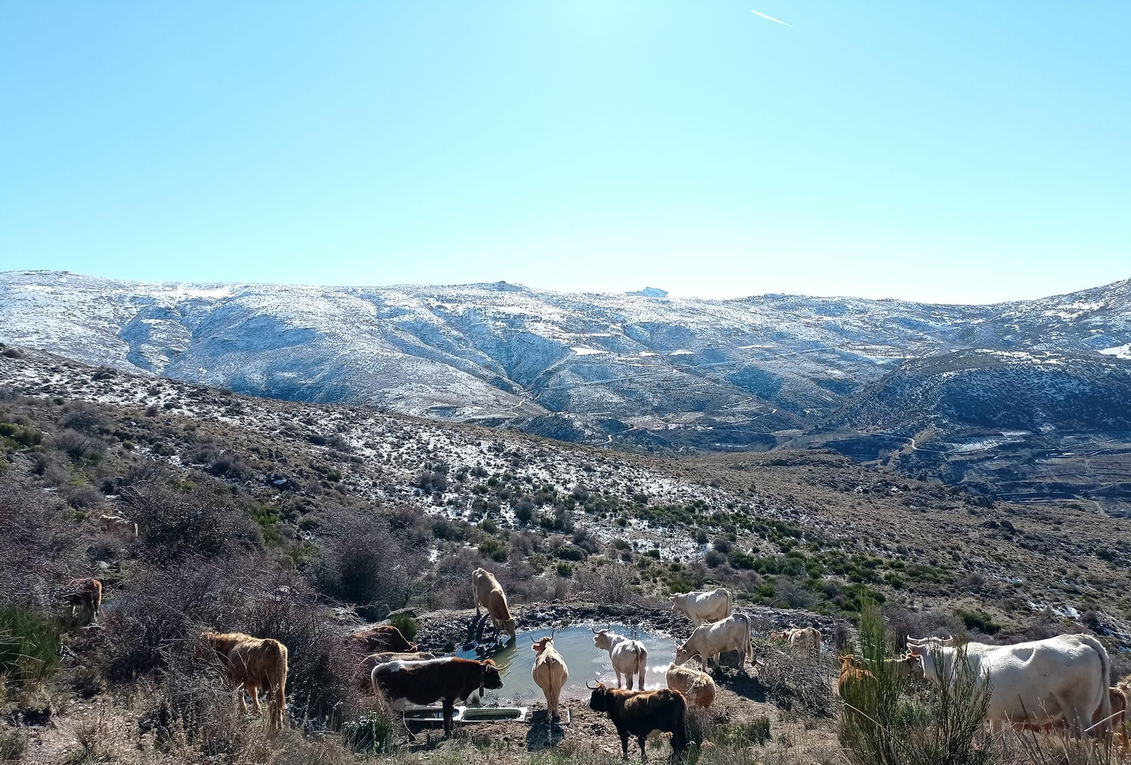 Güéjar Sierra entrega las ayudas de apoyo al sector ganadero afectado por la pandemia