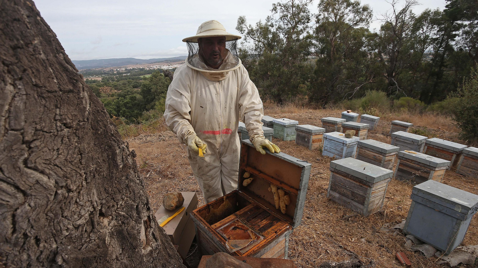 El arte de la apicultura en Los Barrios