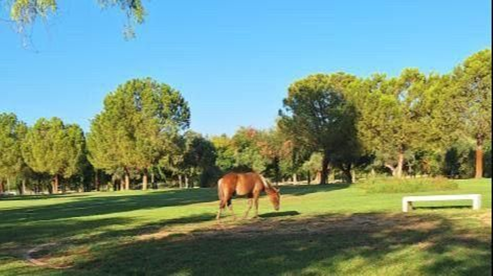 Un caballo pastando en el parque de la Vega de Triana, el sabado 23 de agosto.