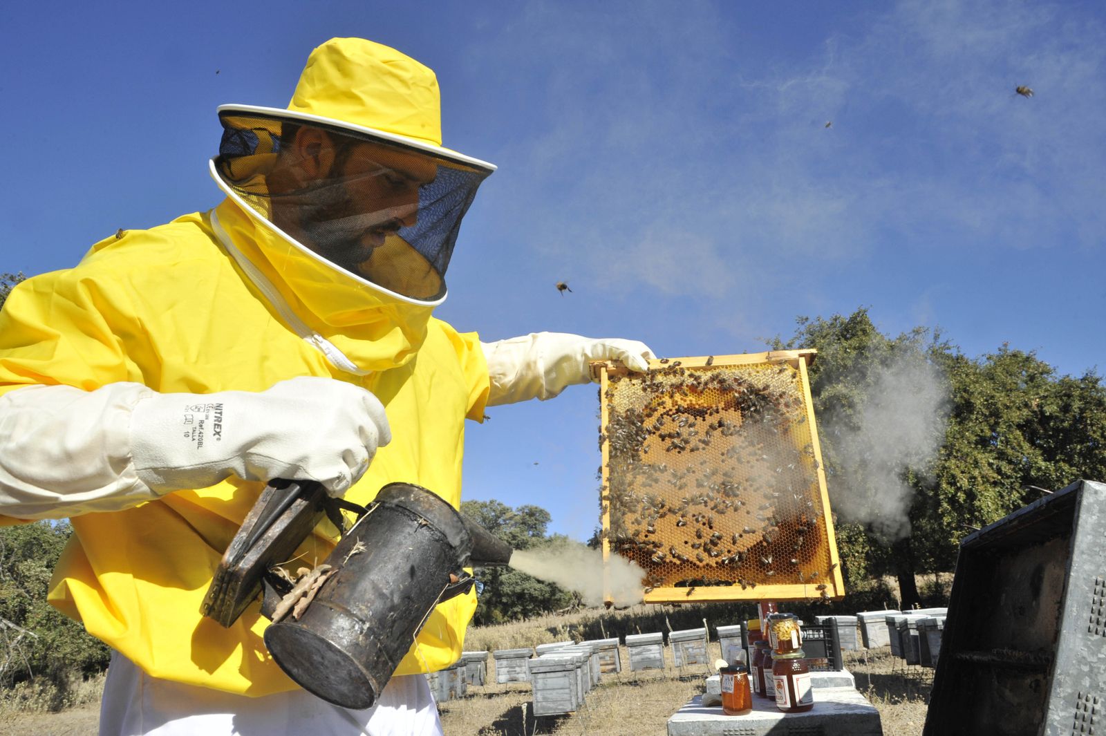 Un apicultor, en plena faena.