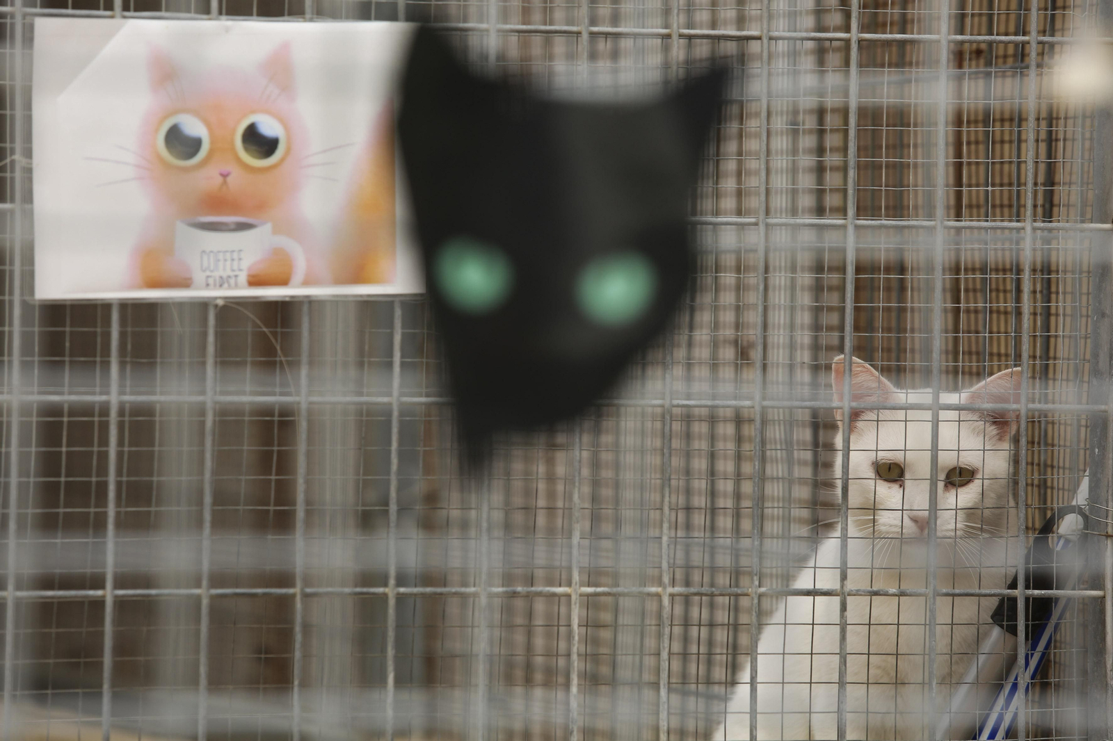 Las fotos de los animales de la Protectora de Málaga Las fotos de los animales de la Protectora de Málaga