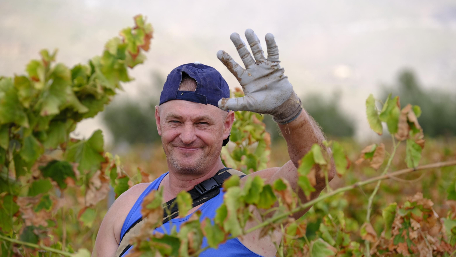 Llega la vendimia a las Bodegas Perfer, en Uleila del Campo