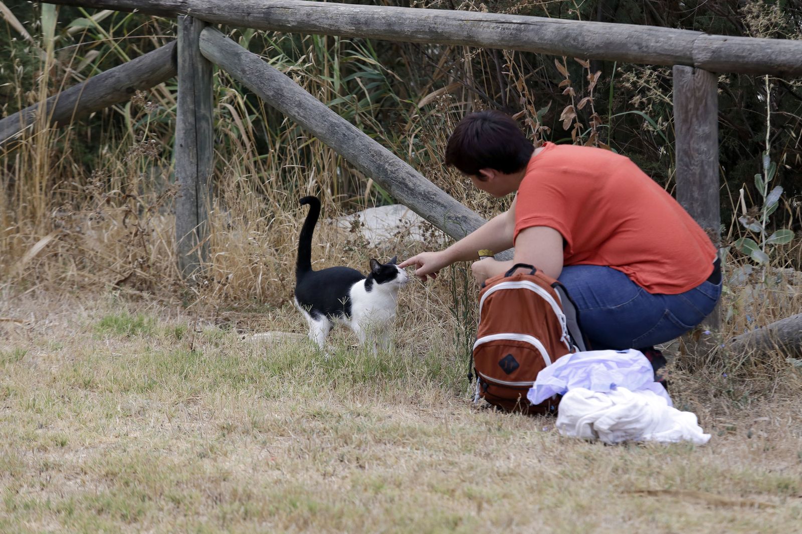 Gato de la laguna de Torrox ya censado.