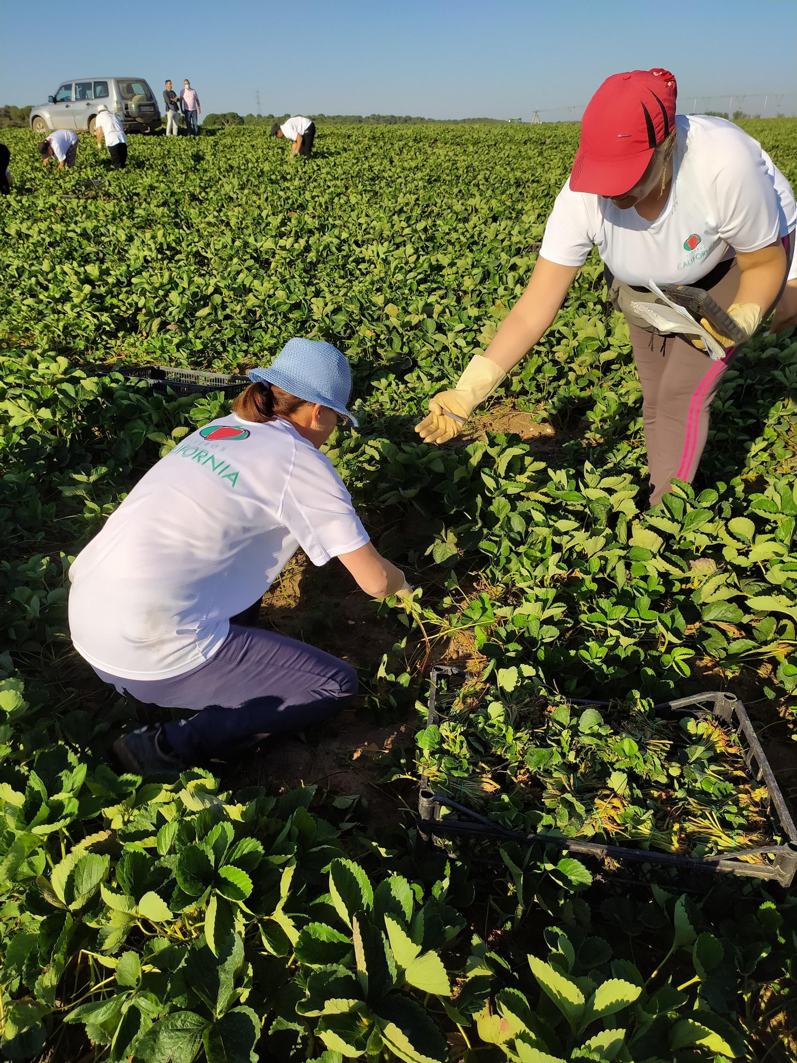 Profesionales realizando sus labores en el campo.