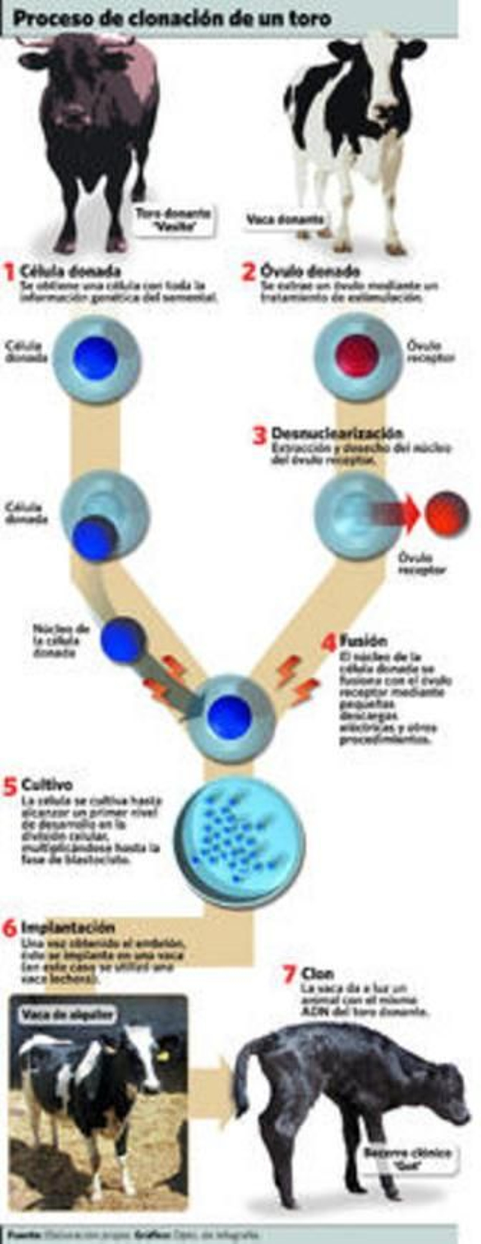 'Gadesa', primera vaca brava que parirá un clon