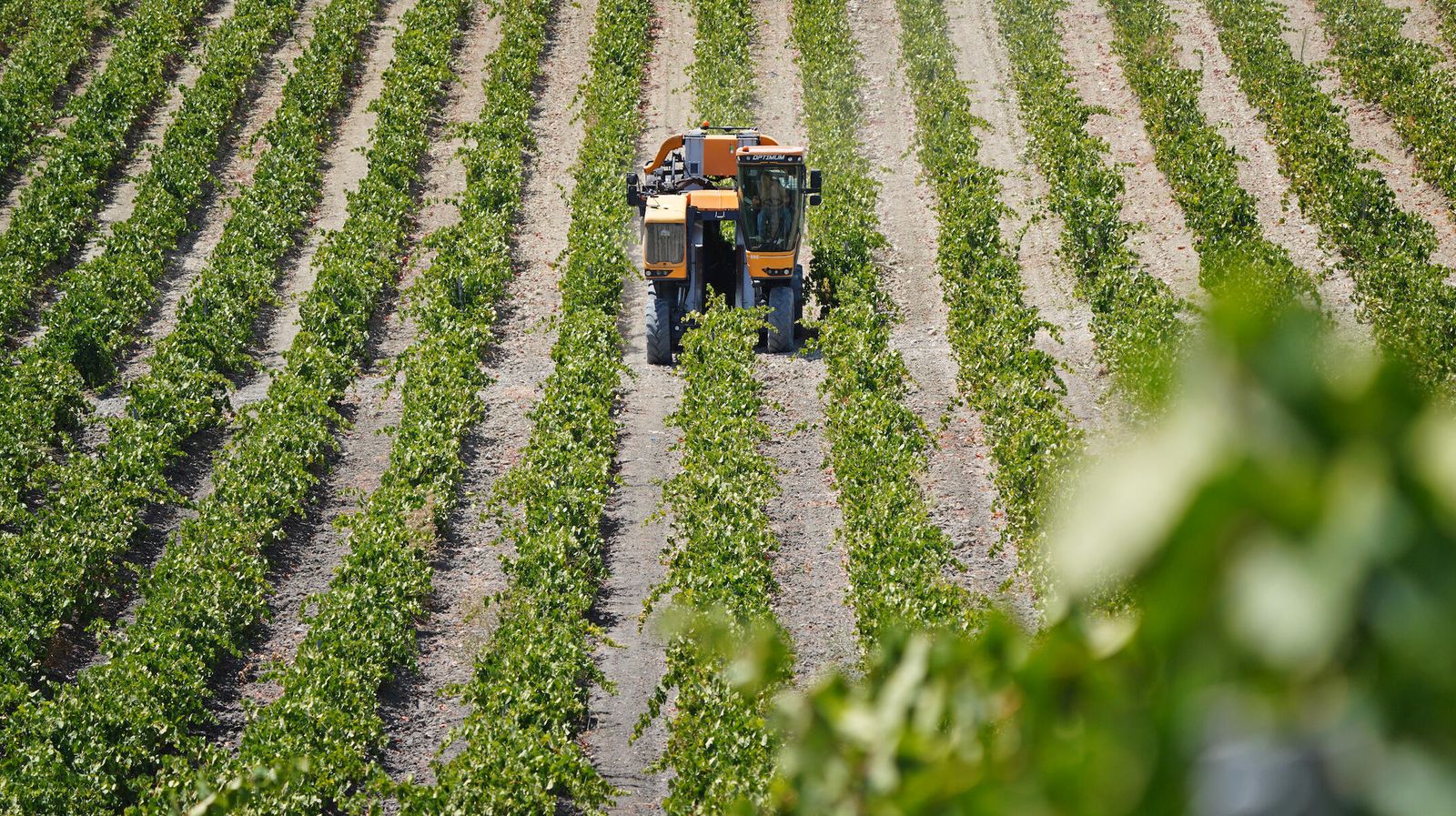 Vendimia en el Marco de Jerez.