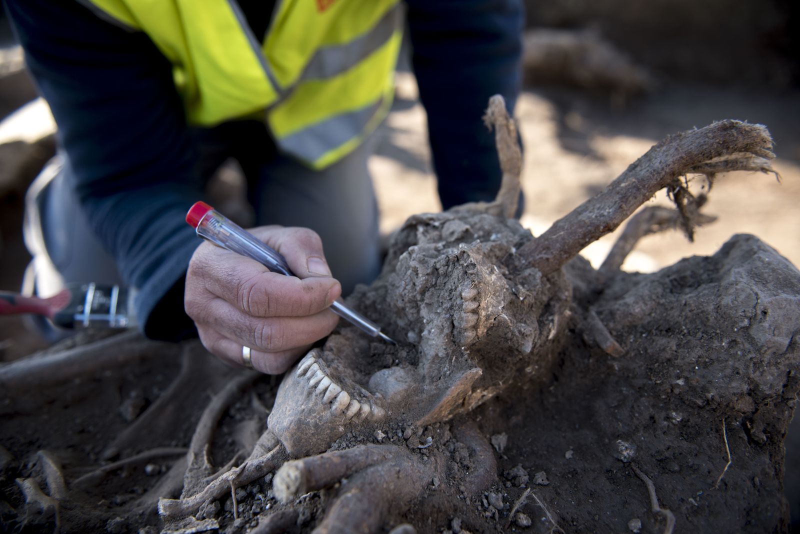 Nuevos hallazgos en Los Mondragones