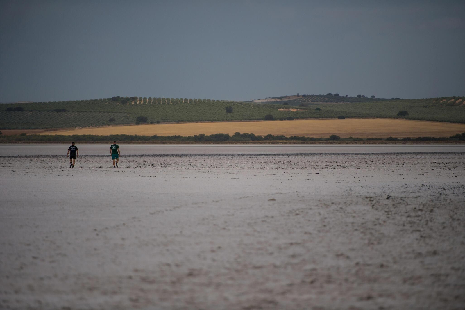 Flamencos en la Laguna de Fuente de Piedra durante el anillamiento (fotos)