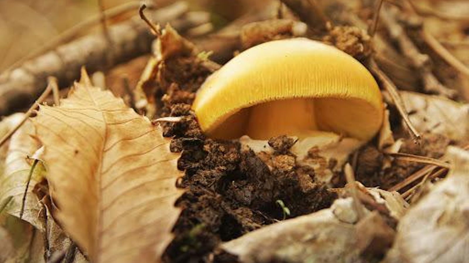 El otoño es la época de las setas en la Sierra