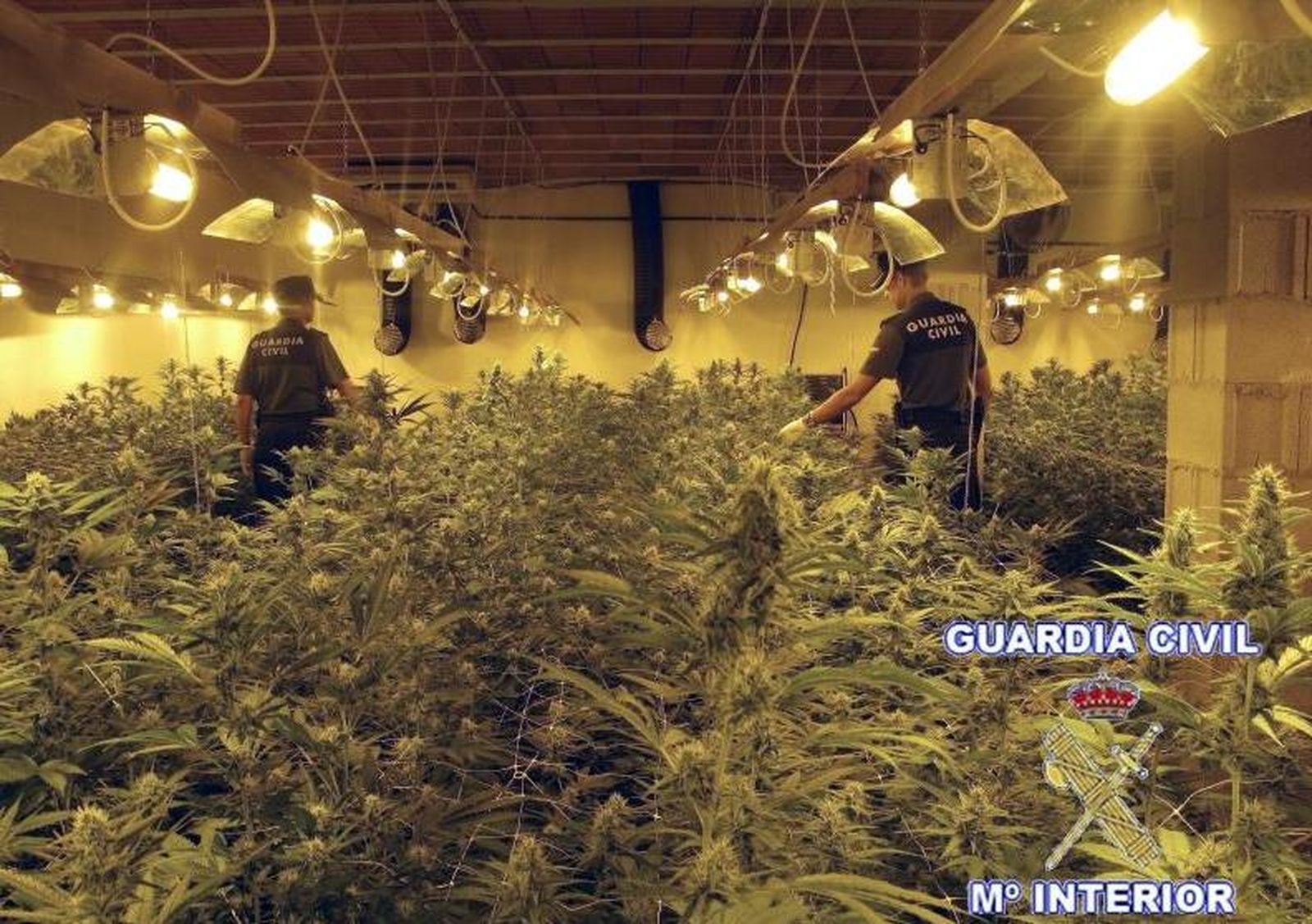 Imágenes de la plantación indoor mimada con música clásica.