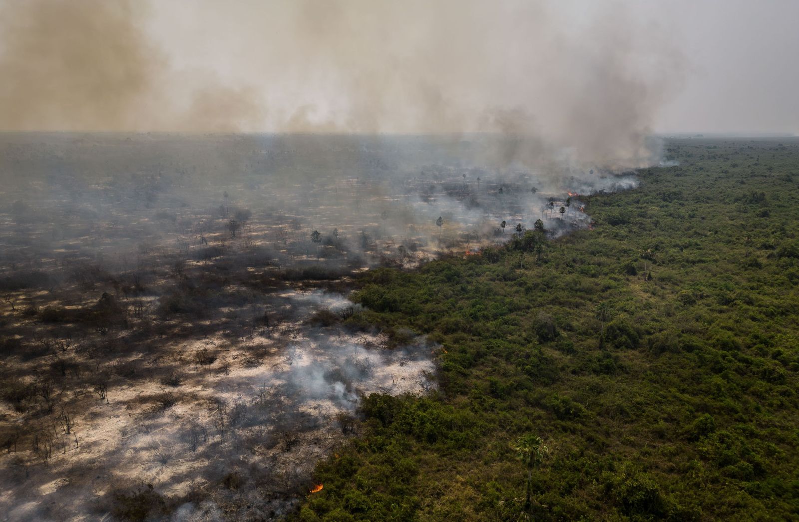 Las llamas convierten en una tumba al aire libre El Pantanal en Brasil
