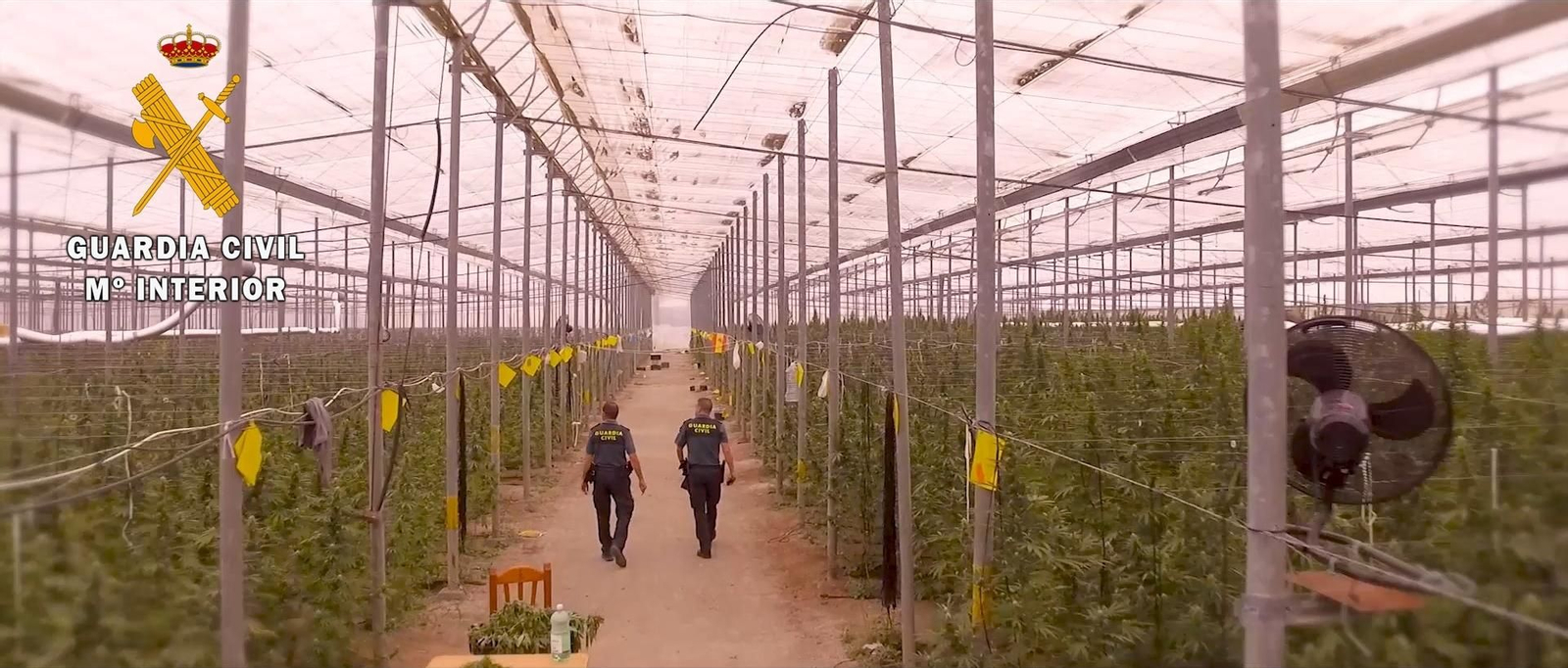 La Guardia Civil interviene más de 41.000 plantas de marihuana en un invernadero