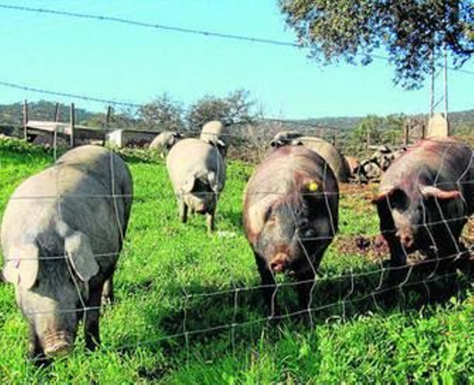 Un grupo de cerdos en una explotación.