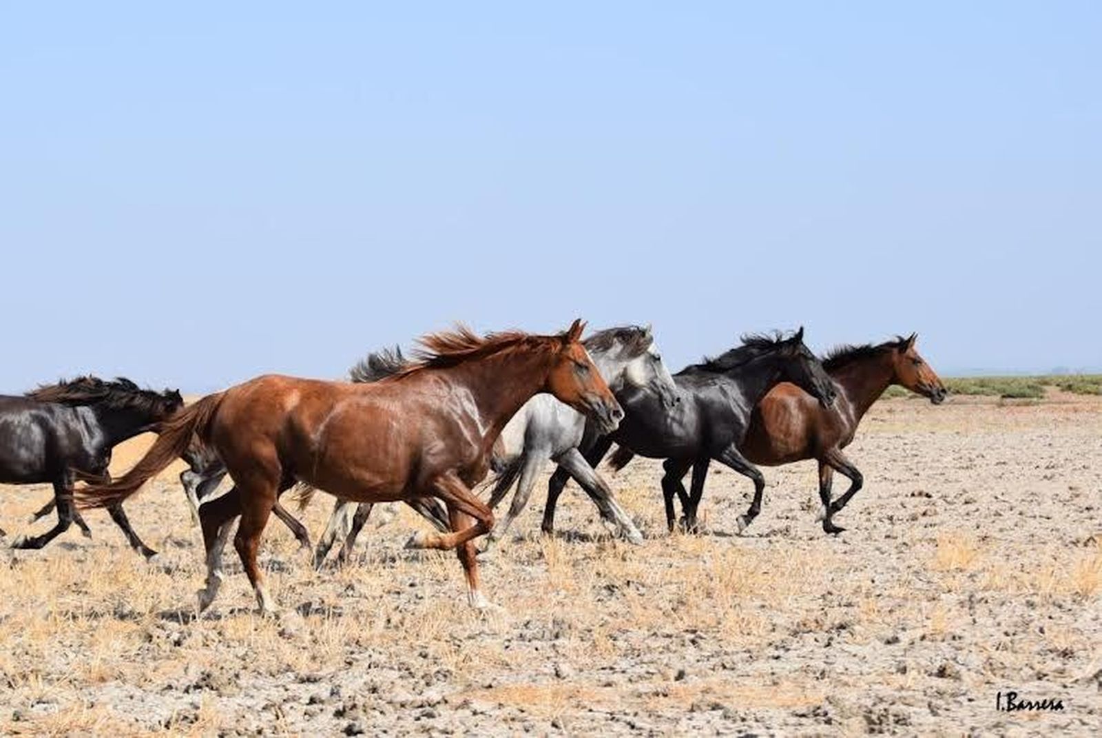 Recogida de Yeguas de Hinojos