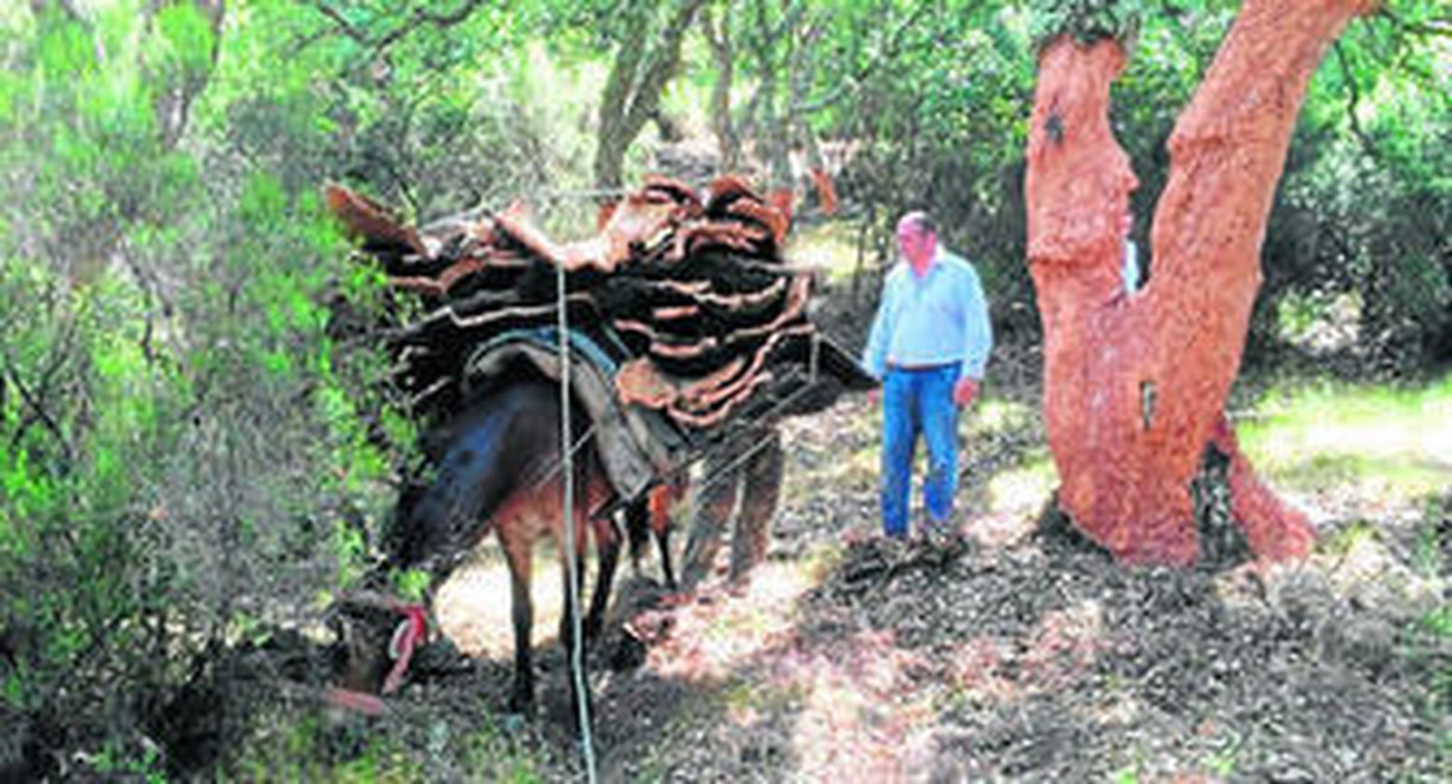 El alcalde de la Villa, Jorge Romero, durante su visita a la recogida del corcho en Murta.