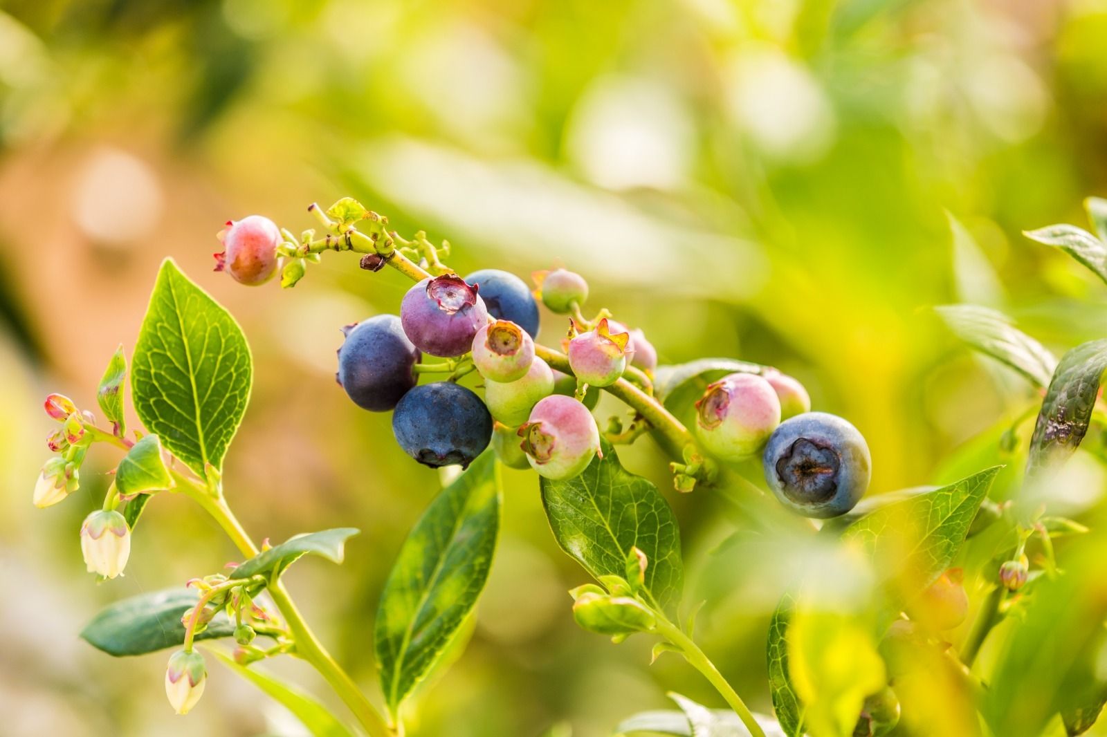 Onubafruit, primera empresa mundial en comercializar frutos rojos sin contaminación de nitratos.