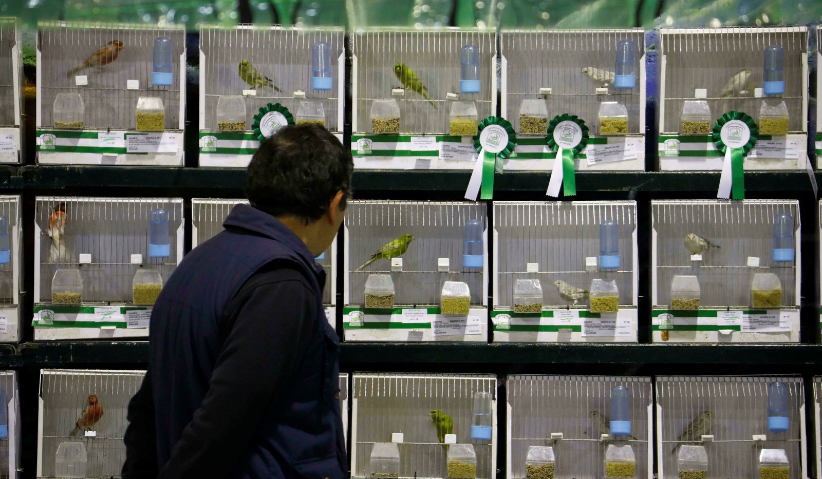 Un visitante observa algunos de los ejemplares.