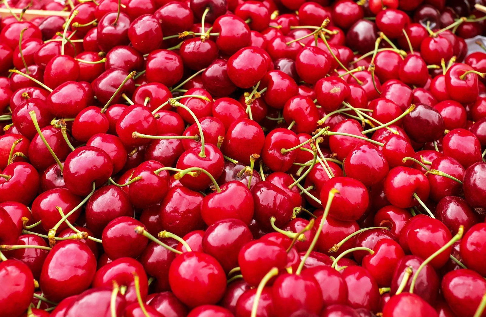Cerezas como las que se repartirán el sábado en Alfarnate.