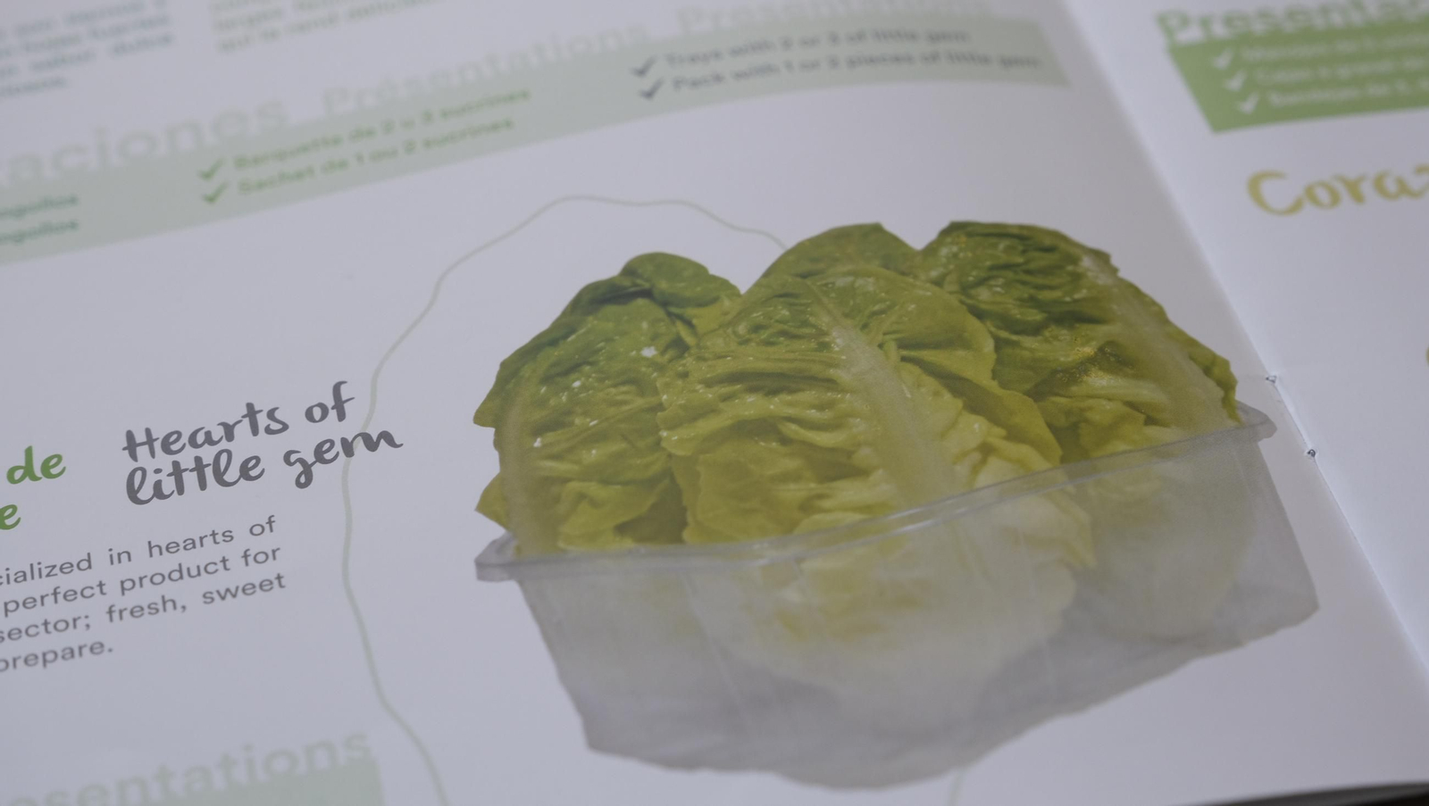 Desde Cuevas del Almanzora para el resto del mundo, las mejores escarolas con Cuadraspania, en imágenes