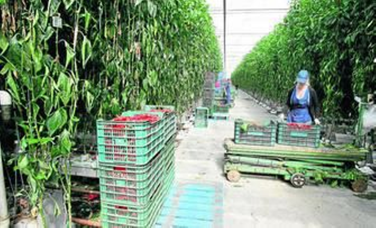 El pimiento que se produce en Natural Grower es de la variedad Ramiro.