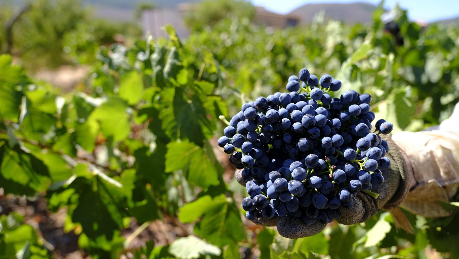 Las imágenes de la vendimia en la zona de Laujar de Andarax