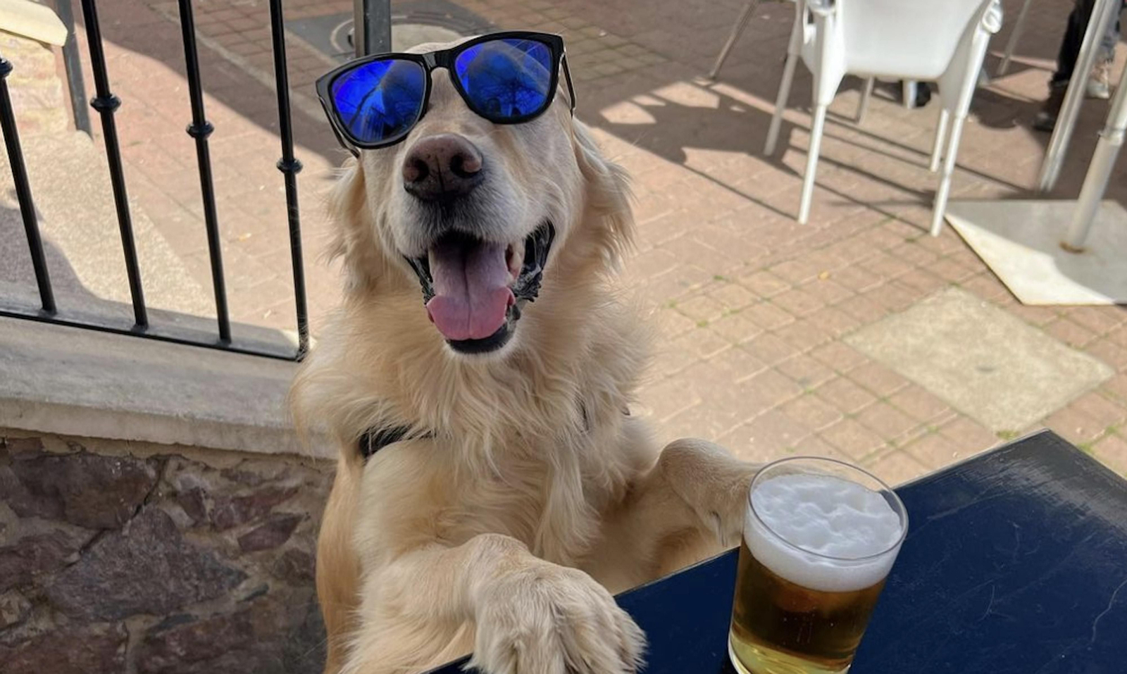 Balú, el perro "influencer" de Huelva con casi 300.000 seguidores en sus redes sociales