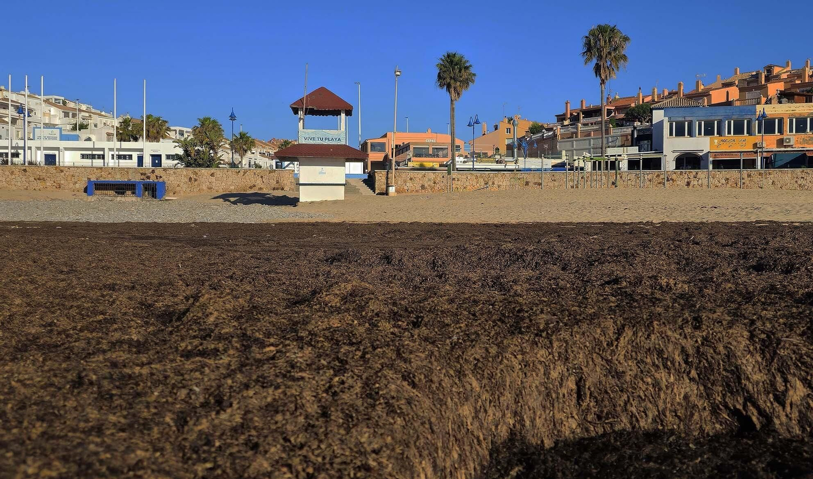 Imágenes del manto de alga parda en la playa de Getares