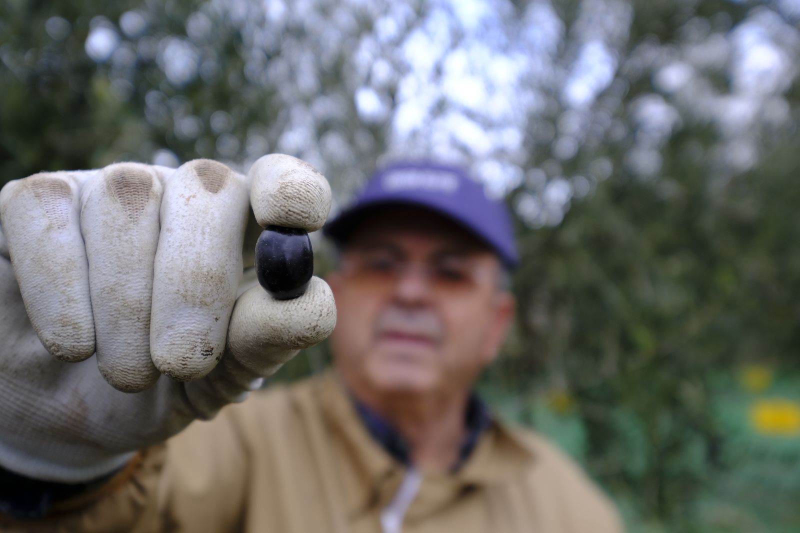Fotogalería recolección aceituna en Abla. Almería