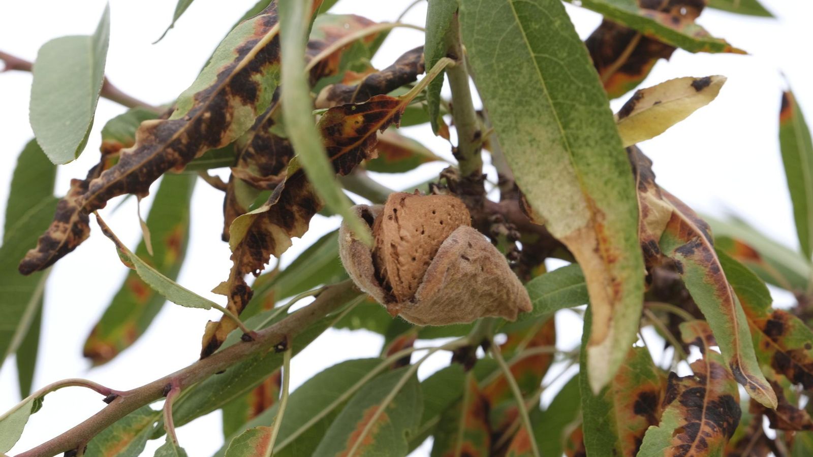 Almendra ecológica. Almendra ecológica.