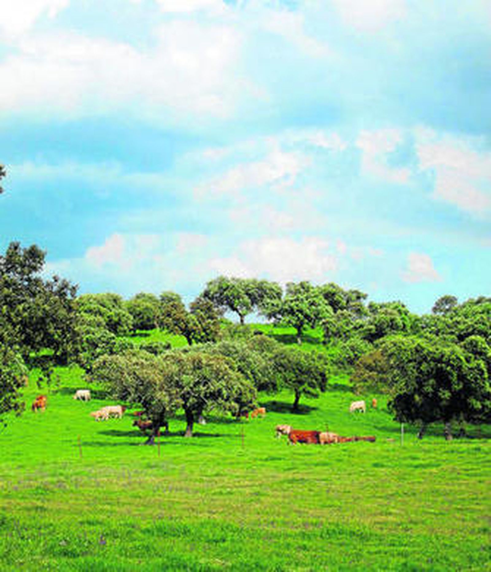 La dehesa es un ecosistema que sólo existe en la península ibérica y ha tenido difícil encaje en la PAC.