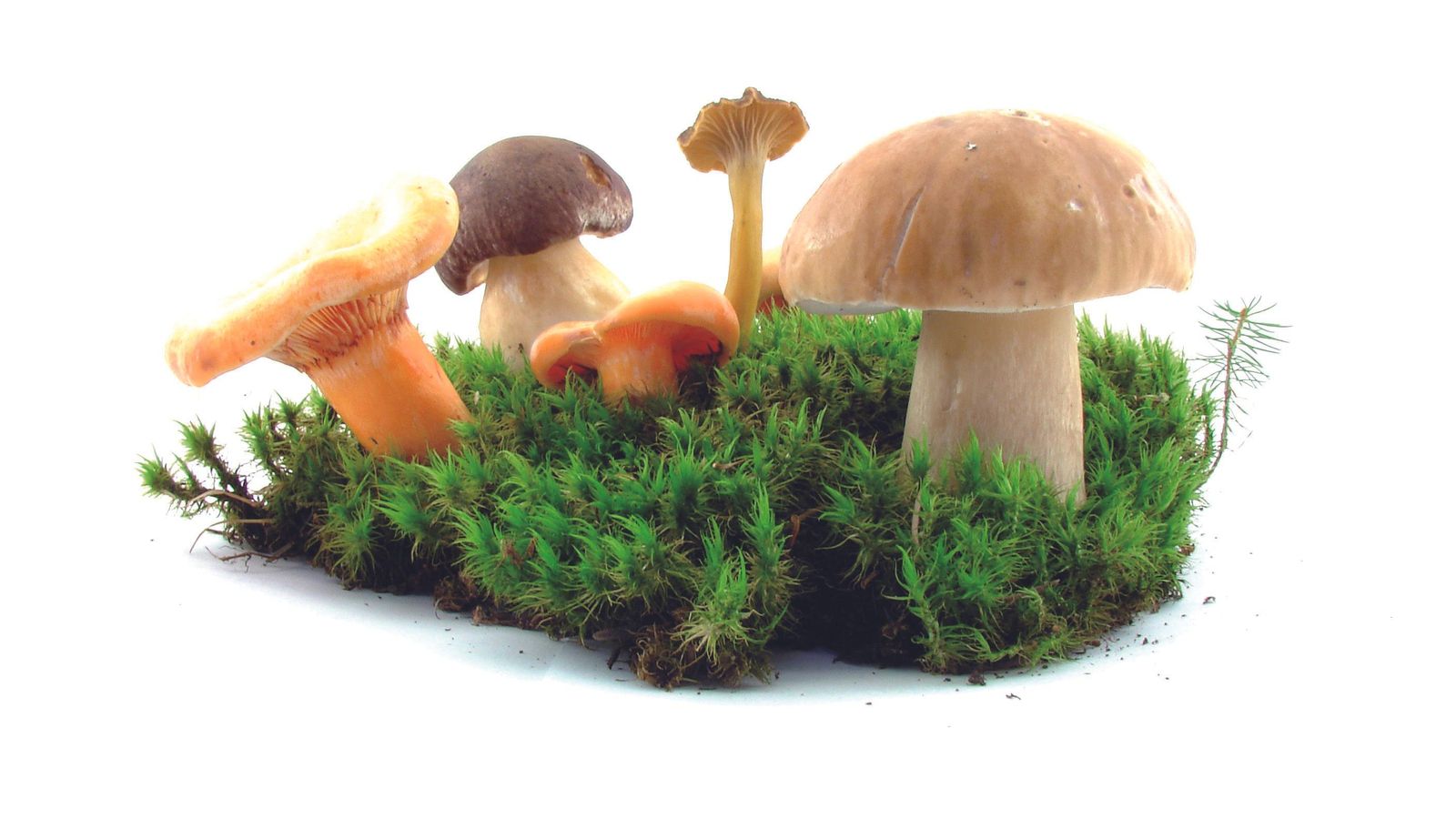 Una gran variedad de setas crecen en la serranía onubense.