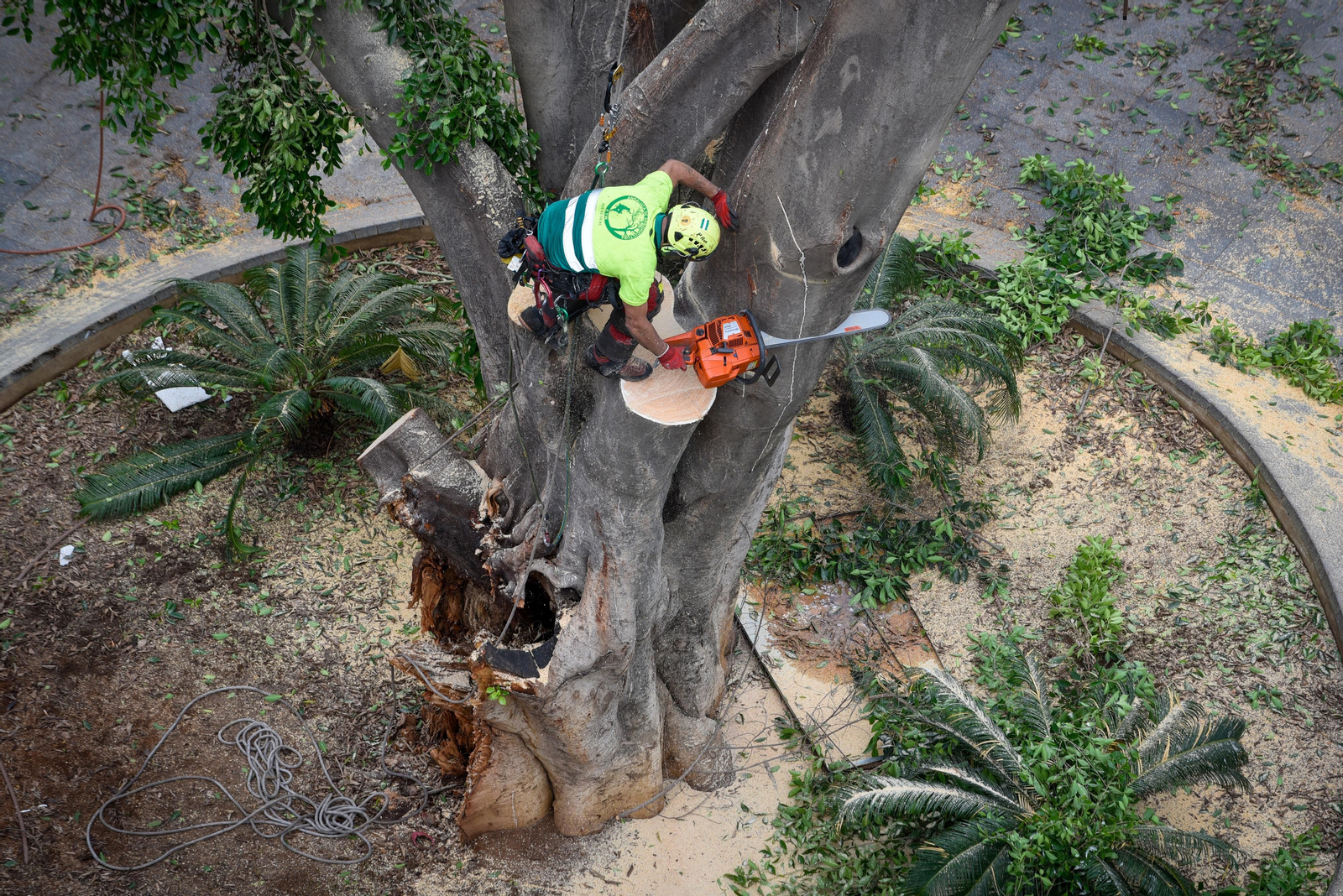 El final del ficus de la Encarnación